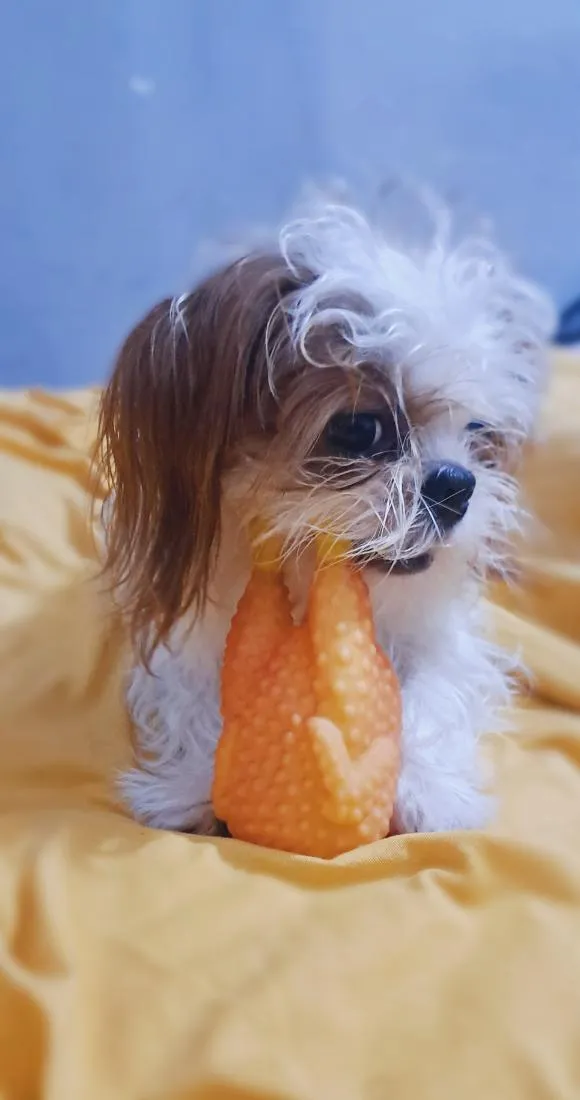 Cachorro raça Shitzu idade 3 anos nome pipoca
