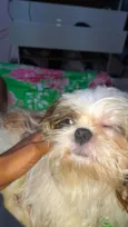 pipoca