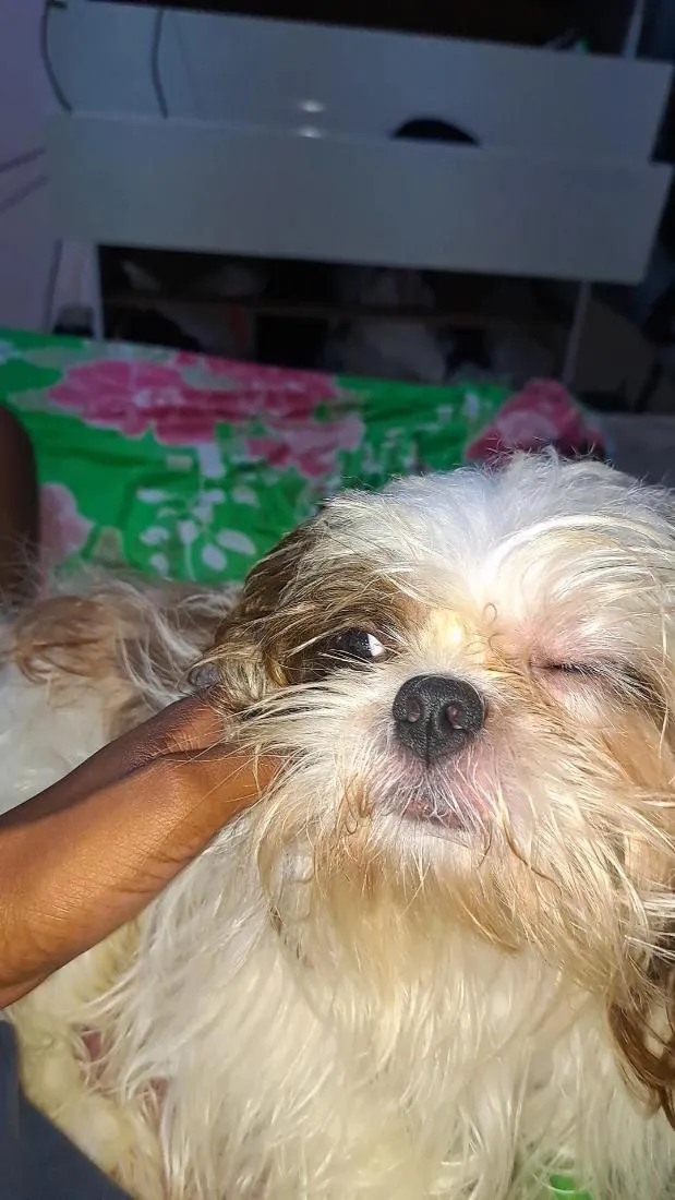 Cachorro raça Shitzu idade 3 anos nome pipoca