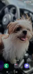 pipoca