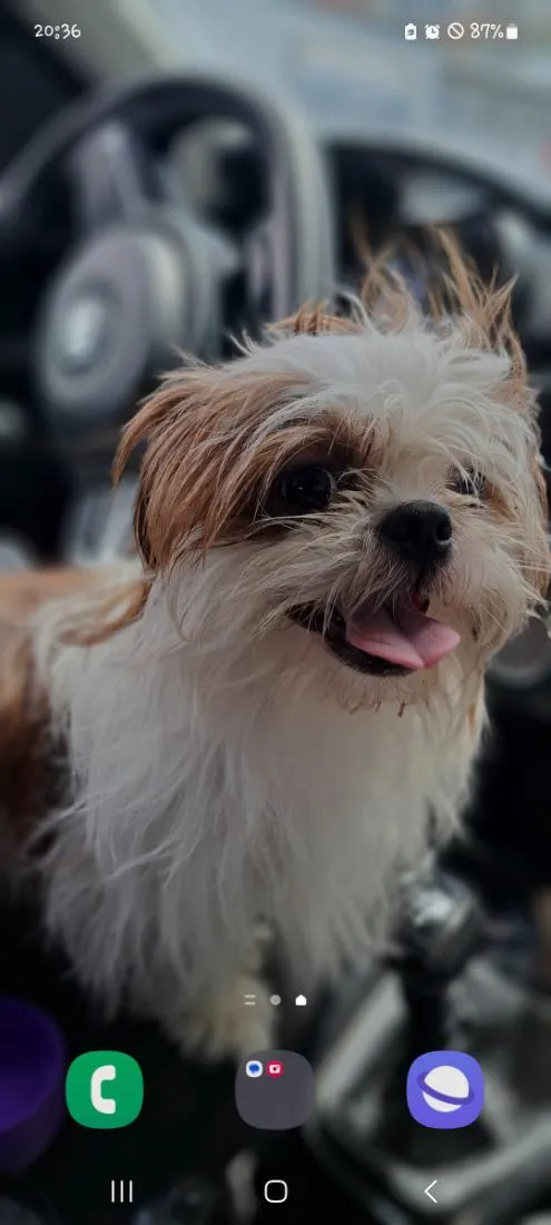 Cachorro raça Shitzu idade 3 anos nome pipoca