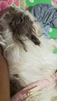 pipoca