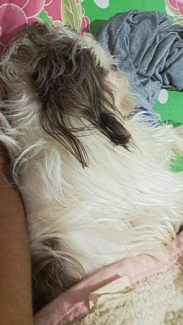 Cachorro raça Shitzu idade 3 anos nome pipoca