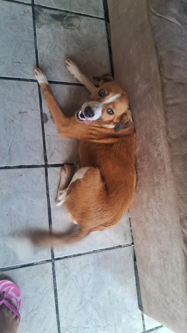 Cachorro raça SRD-ViraLata idade 7 a 11 meses nome mel