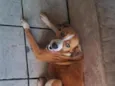 mel