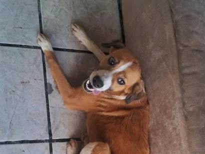 Cachorro raça SRD-ViraLata idade 7 a 11 meses nome mel