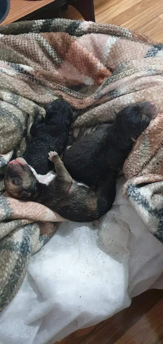 Cachorro raça SRD-ViraLata idade Abaixo de 2 meses nome sem nomes