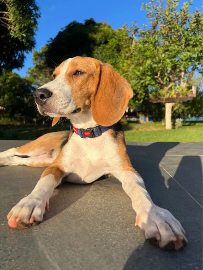 Cachorro raça SRD-ViraLata idade 2 anos nome Panqueca