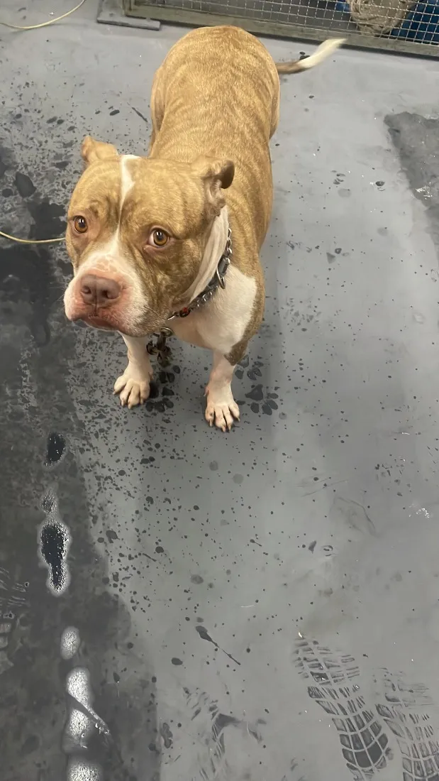 Cachorro raça Pit-Bull idade 5 anos nome Mel