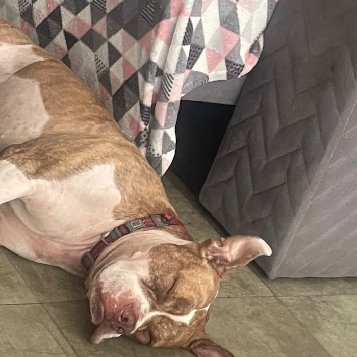 Cachorro raça Pit-Bull idade 5 anos nome Mel