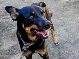 Cachorro raça SRD-ViraLata idade 1 ano nome Norbet 
