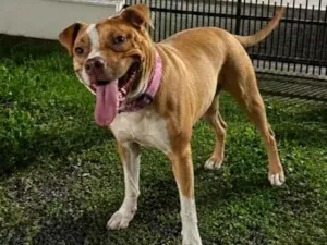 Cachorro raça Pit-Bull idade 2 a 6 meses nome mel
