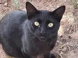Gato raça SRD-ViraLata idade 1 ano nome negao