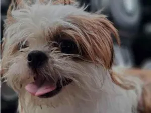 Cachorro raça Shitzu idade 3 anos nome pipoca