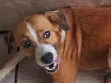 Cachorro raça SRD-ViraLata idade 7 a 11 meses nome mel