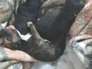 Cachorro raça SRD-ViraLata idade Abaixo de 2 meses nome sem nomes