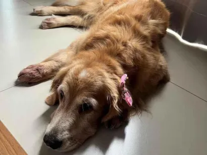 Cachorro raça SRD-ViraLata idade 6 ou mais anos nome Mel