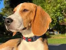 Cachorro raça SRD-ViraLata idade 2 anos nome Panqueca