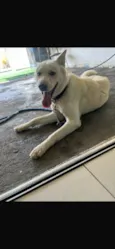 Belinha