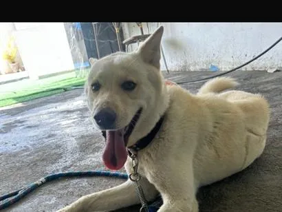 Cachorro raça SRD-ViraLata idade 1 ano nome Belinha