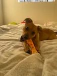 Laila