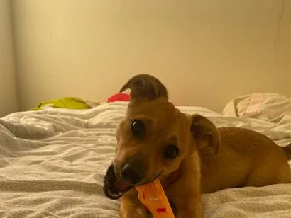Cachorro raça SRD-ViraLata idade 2 a 6 meses nome Laila