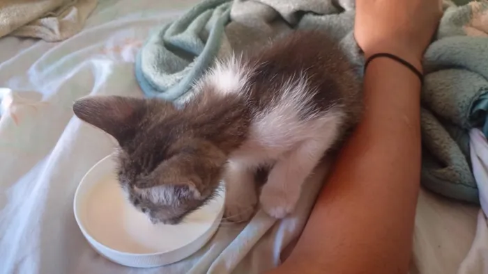 Gato raça SRD-ViraLata idade Abaixo de 2 meses nome snow