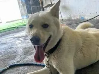 Cachorro raça SRD-ViraLata idade 1 ano nome Belinha