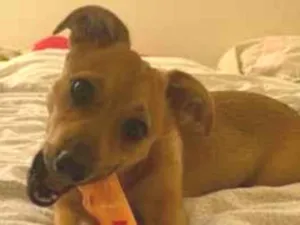 Cachorro raça SRD-ViraLata idade 2 a 6 meses nome Laila