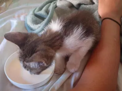 Gato raça SRD-ViraLata idade Abaixo de 2 meses nome snow