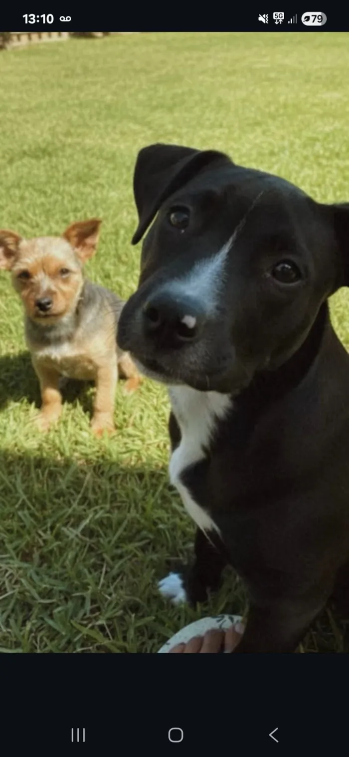 Cachorro raça Pit-Bull idade 7 a 11 meses nome Saddan