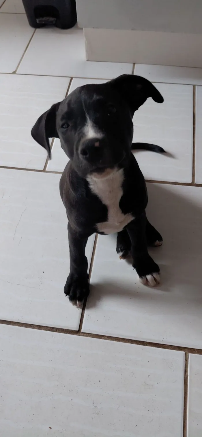 Cachorro raça Pit-Bull idade 7 a 11 meses nome Saddan