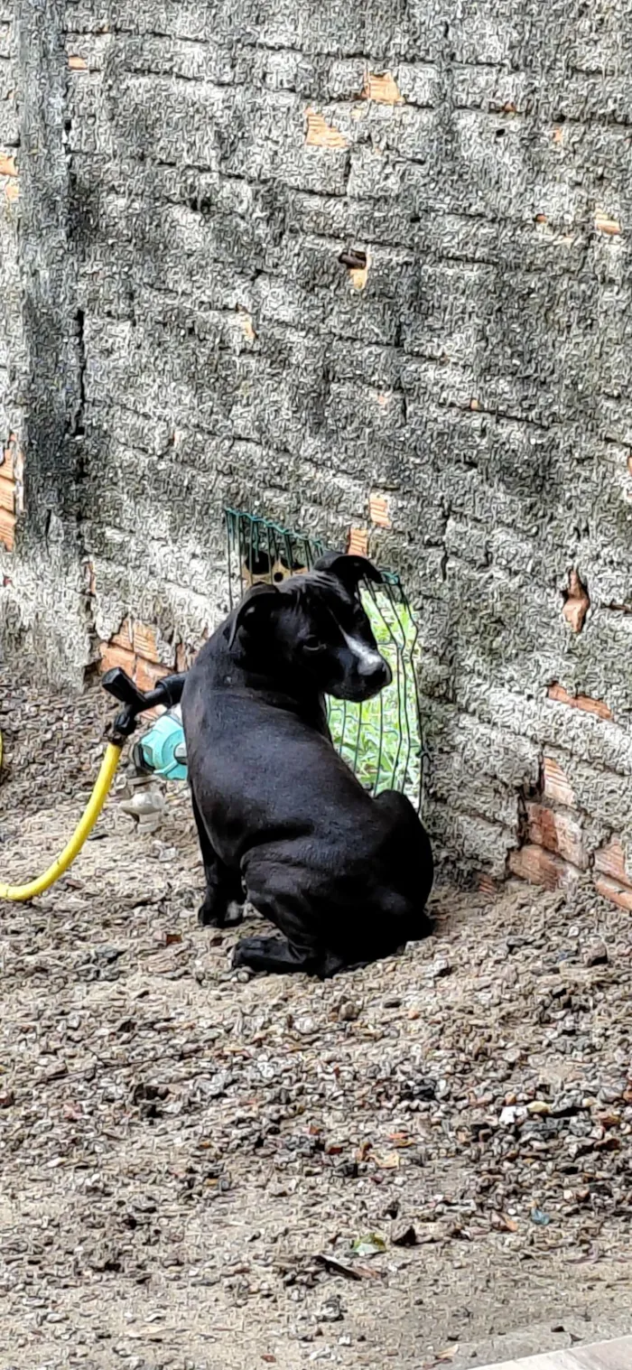 Cachorro raça Pit-Bull idade 7 a 11 meses nome Saddan
