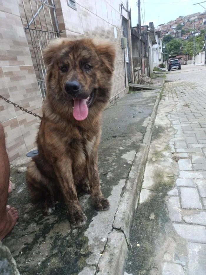 Cachorro raça SRD-ViraLata idade 7 a 11 meses nome Nick 