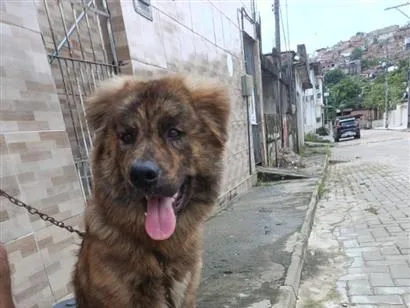 Cachorro raça SRD-ViraLata idade 7 a 11 meses nome Nick 