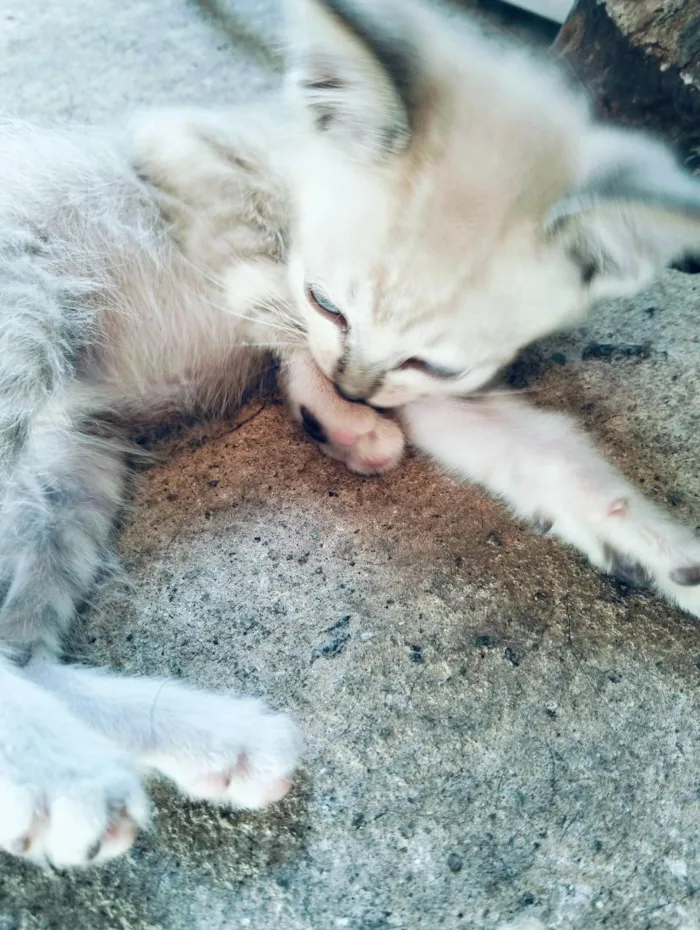 Gato raça SRD-ViraLata idade 2 a 6 meses nome sem nomes 