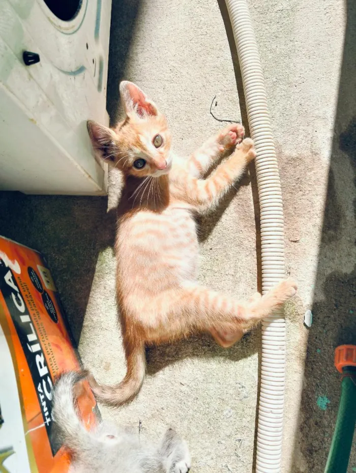 Gato raça SRD-ViraLata idade 2 a 6 meses nome sem nomes 