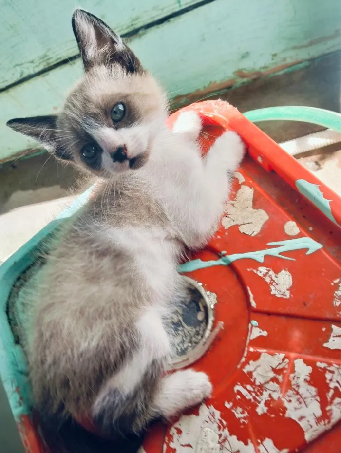Gato raça SRD-ViraLata idade 2 a 6 meses nome sem nomes 