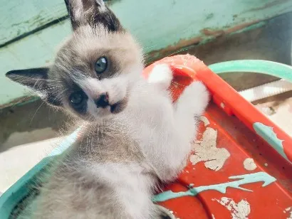 Gato raça SRD-ViraLata idade 2 a 6 meses nome sem nomes 