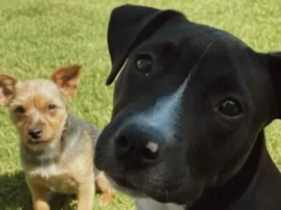 Cachorro raça Pit-Bull idade 7 a 11 meses nome Saddan