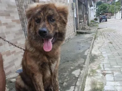 Cachorro raça SRD-ViraLata idade 7 a 11 meses nome Nick 