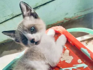 Gato raça SRD-ViraLata idade 2 a 6 meses nome sem nomes 