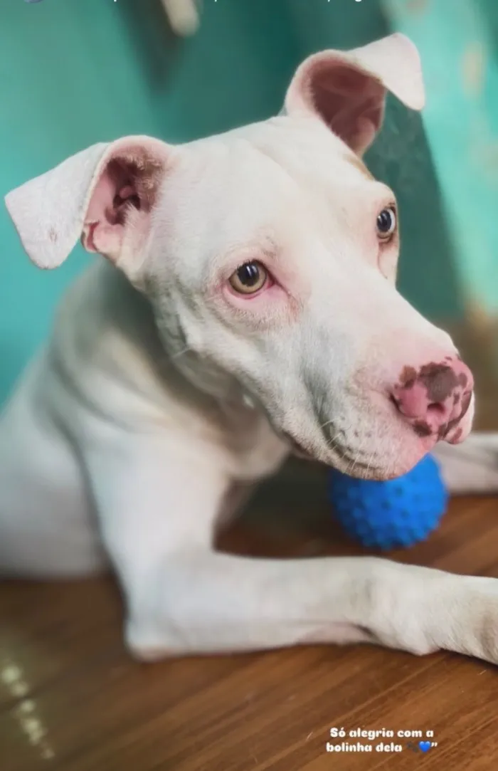 Cachorro raça Pit-Bull idade 3 anos nome Jade