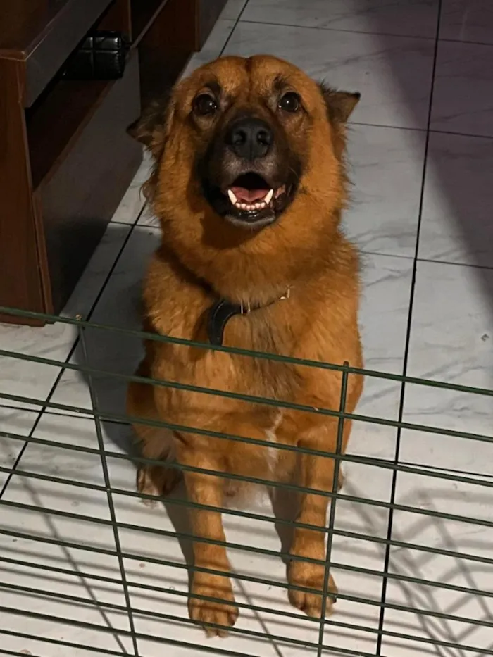 Cachorro raça SRD-ViraLata idade 4 anos nome Bailey 