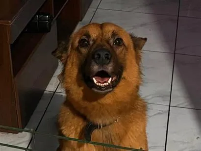 Cachorro raça SRD-ViraLata idade 4 anos nome Bailey 