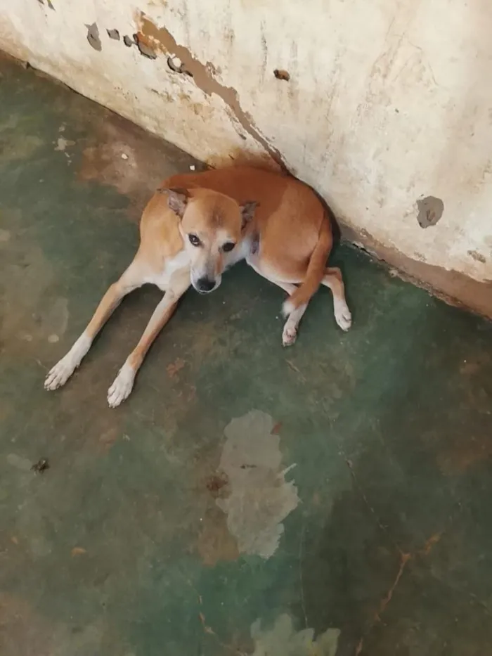 Cachorro raça SRD-ViraLata idade 3 anos nome mia