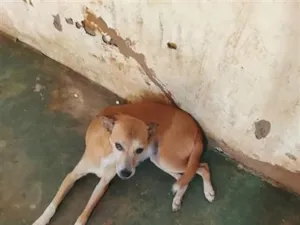 Cachorro raça SRD-ViraLata idade 3 anos nome mia