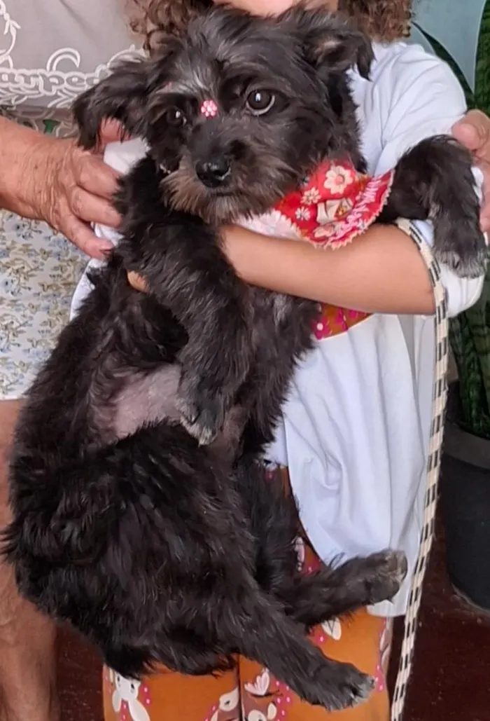 Cachorro raça SRD-ViraLata idade 7 a 11 meses nome Amora