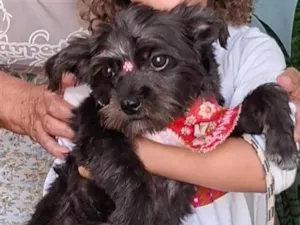 Cachorro raça SRD-ViraLata idade 7 a 11 meses nome Amora