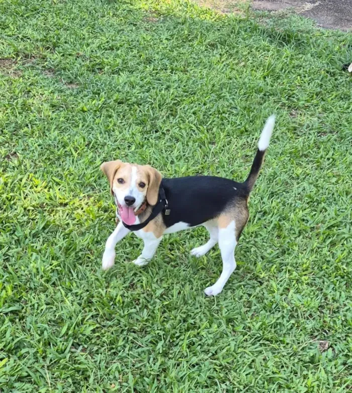 Cachorro raça Basset-Cofap idade 7 a 11 meses nome Spaten